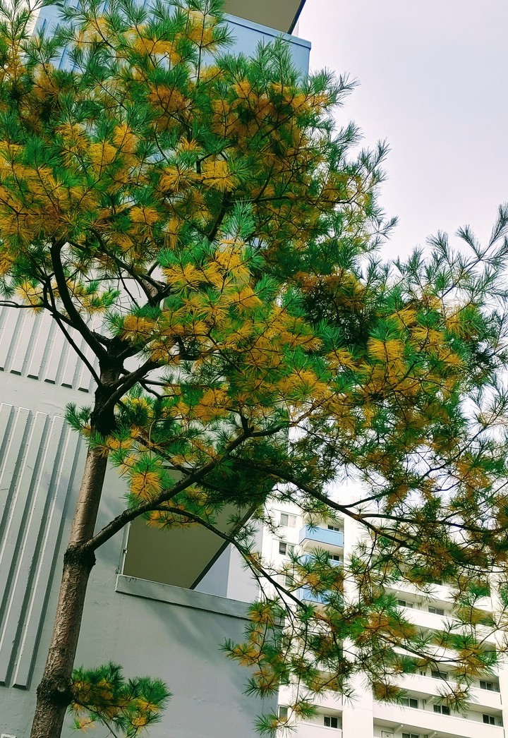 소나무