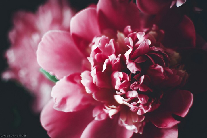 Peonies