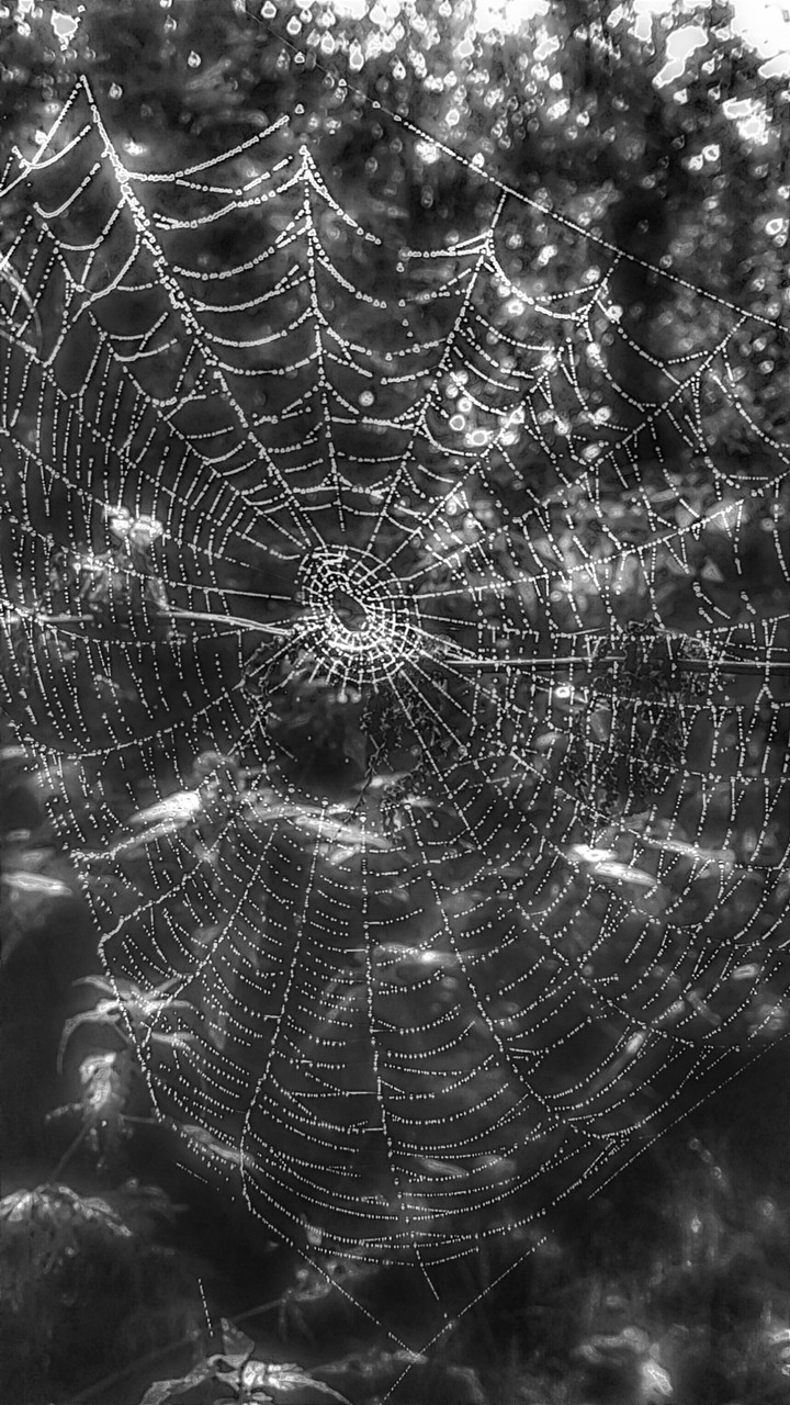 Spider web