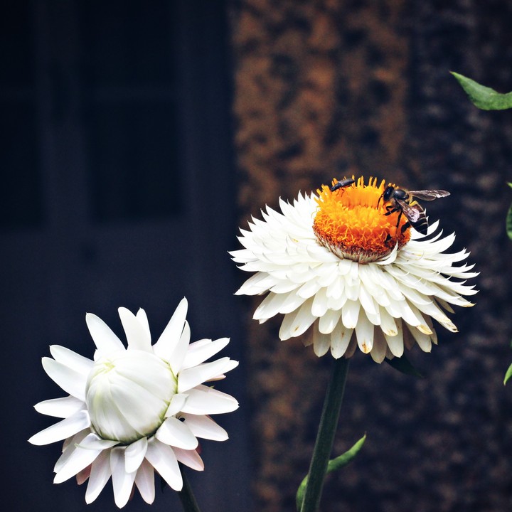 Bees