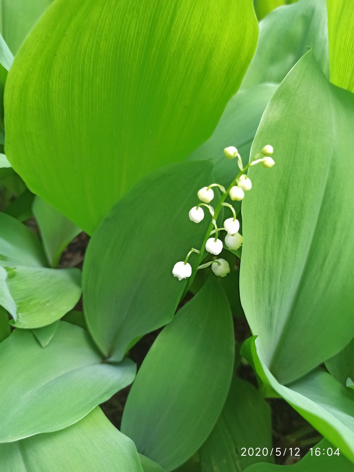 spring