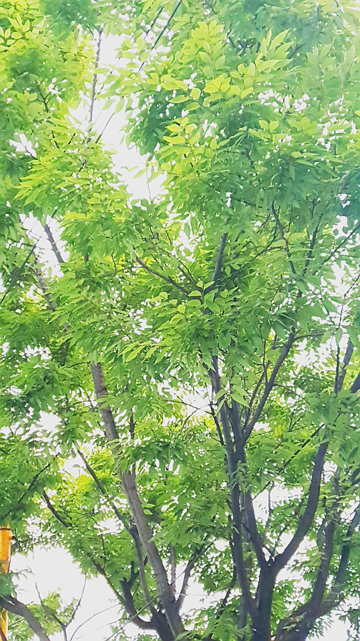 Summer tree