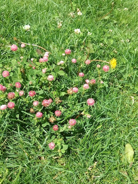 shrub, flower wallpapers