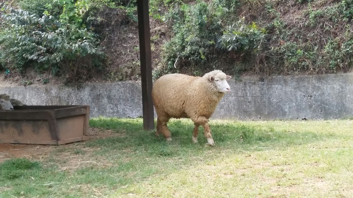 양