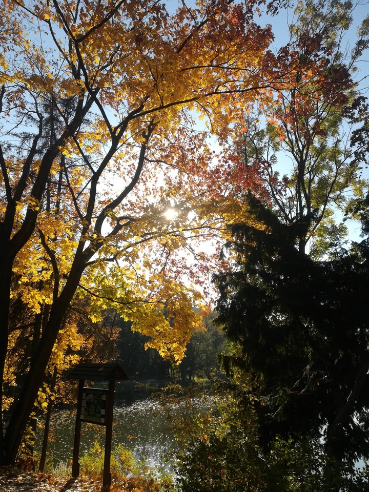 Autumn lake