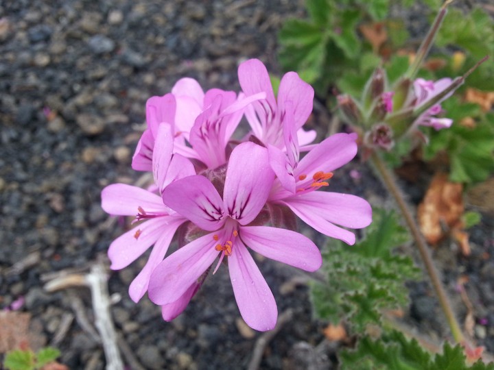 pink flower