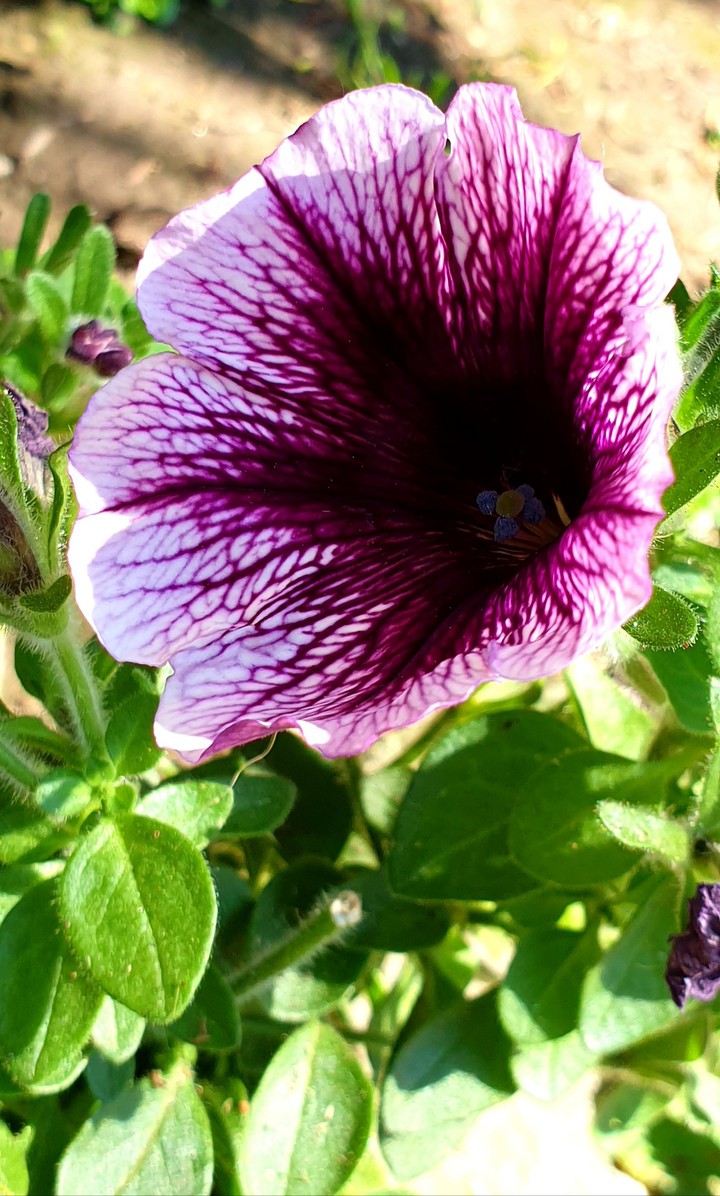 fiori