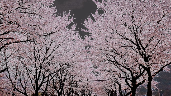 벚꽃 No Filter