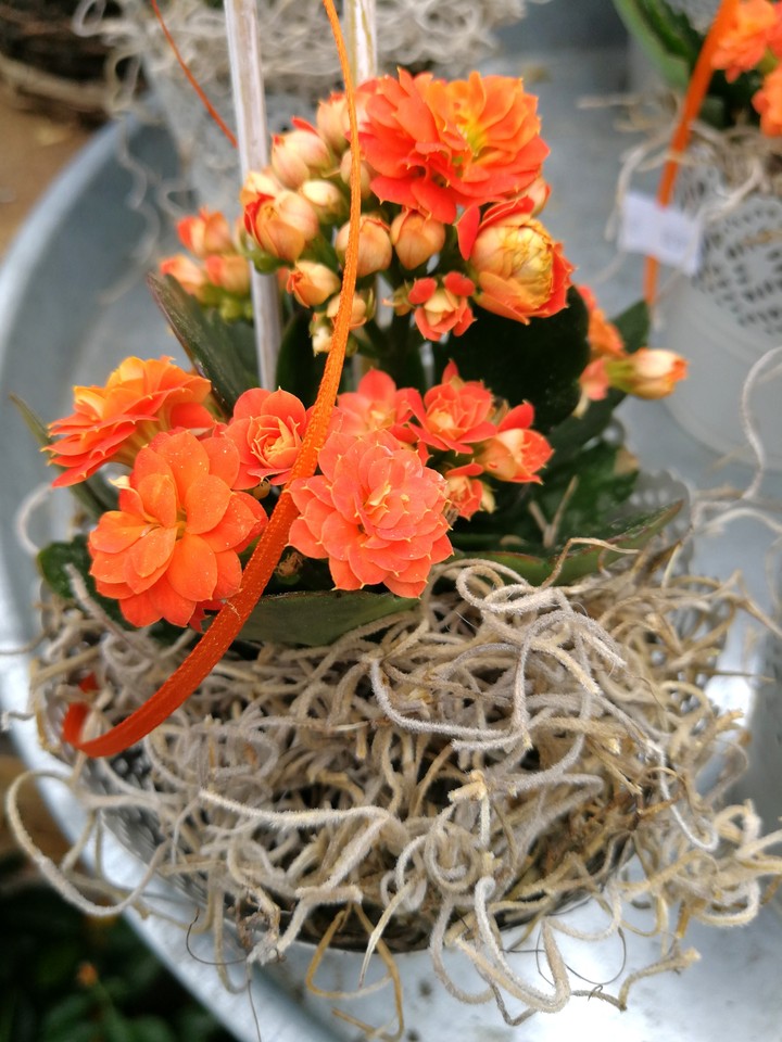 Blumen wunderschön