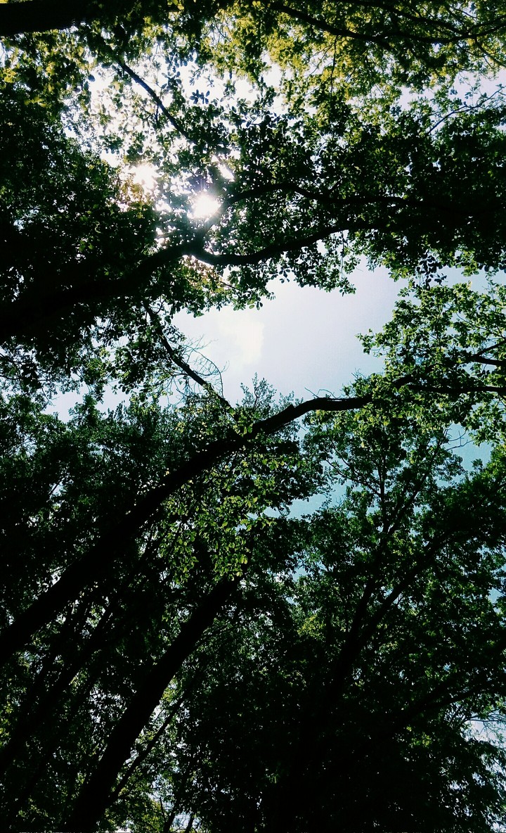 jungle