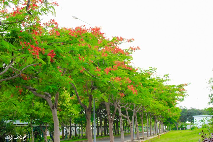 Phượng trường