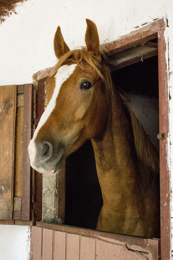Brown horse