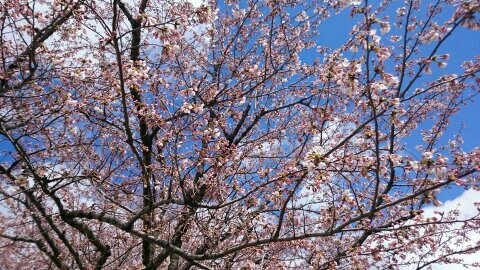 cherry blossom