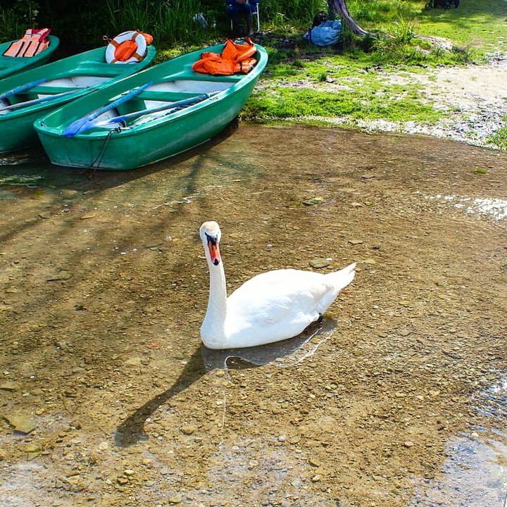 swan