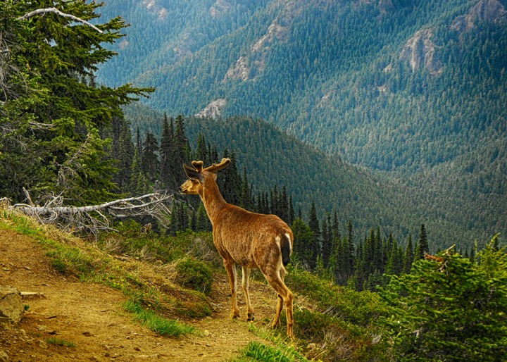 natureza viva
