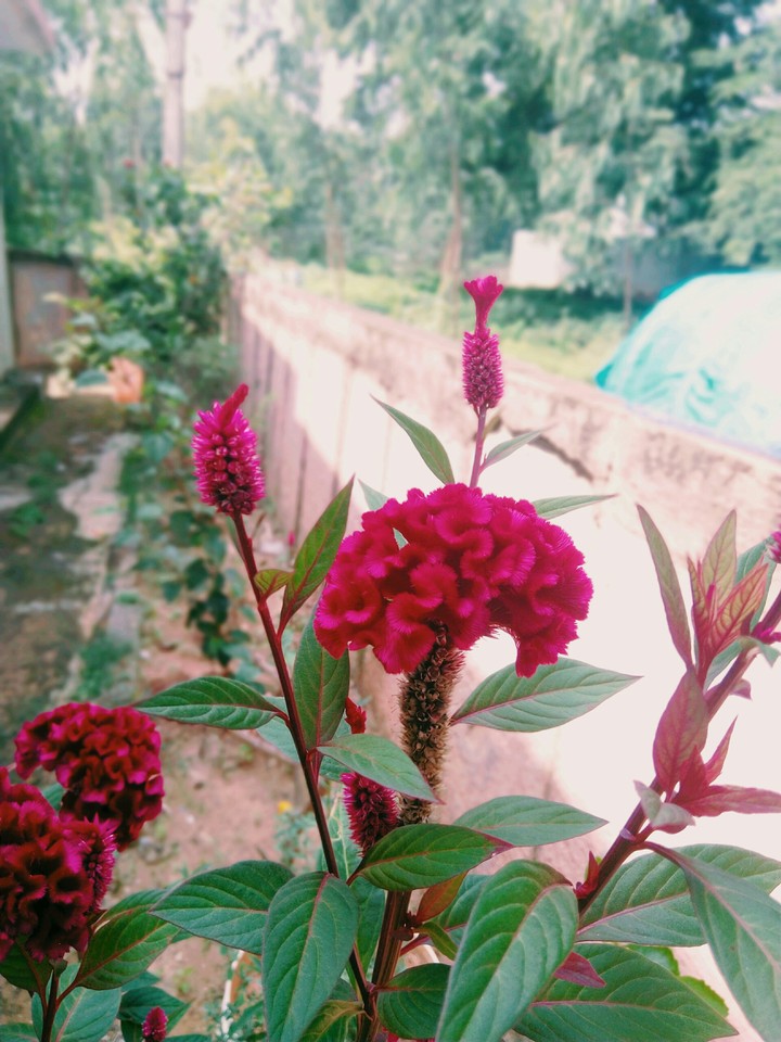 nature
