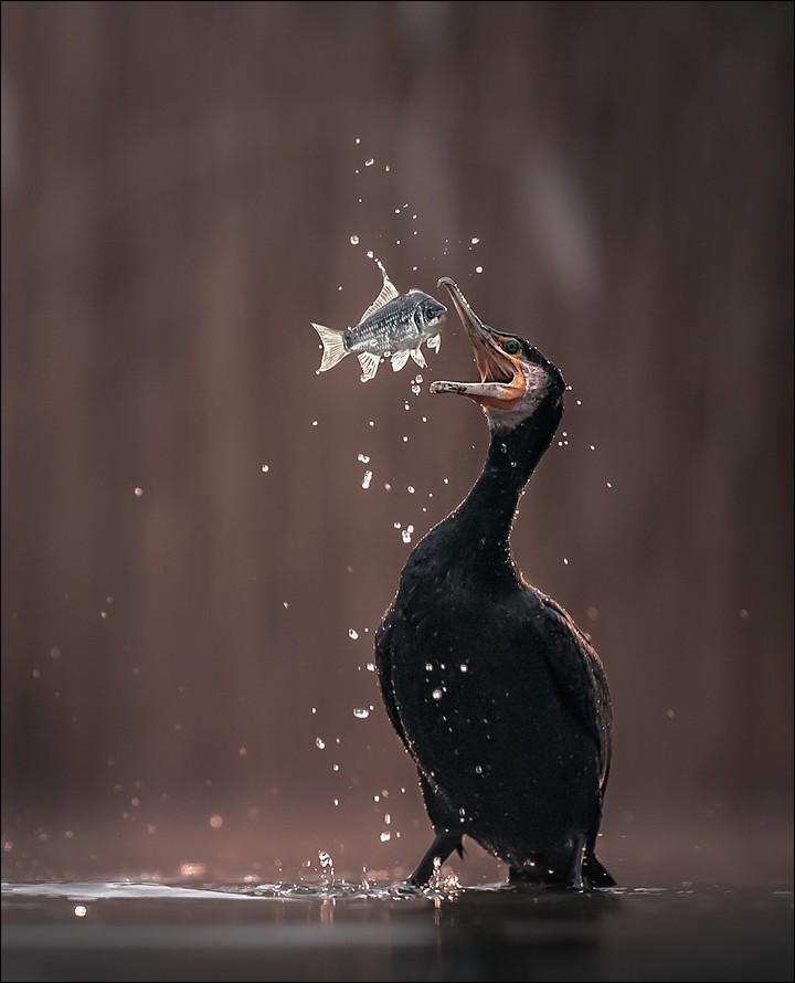 Cormorant
+ Georg Scharf