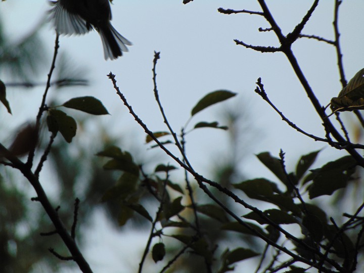 Bird flying away