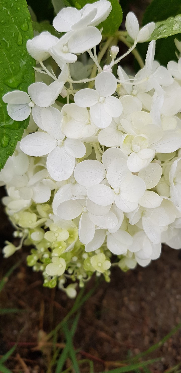 summer rain flower