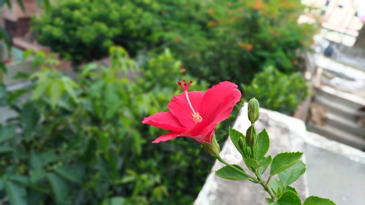 hibiscus