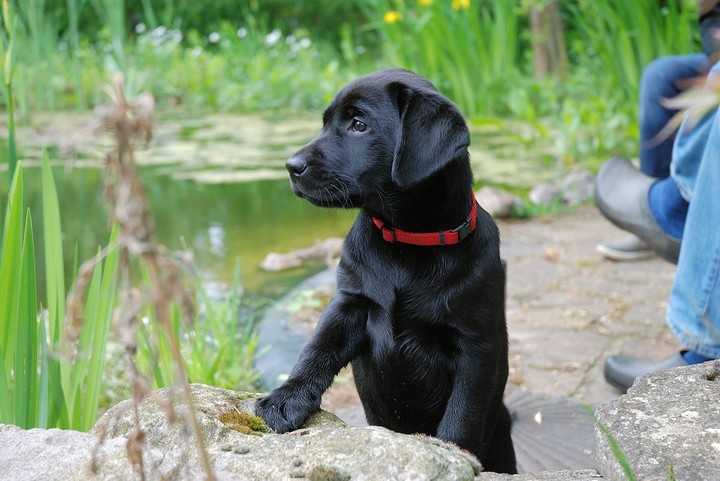 Labrador