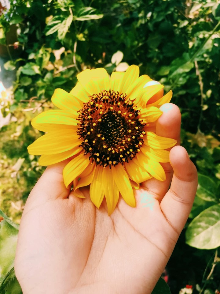 Sunflower...