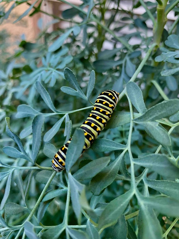 caterpillar