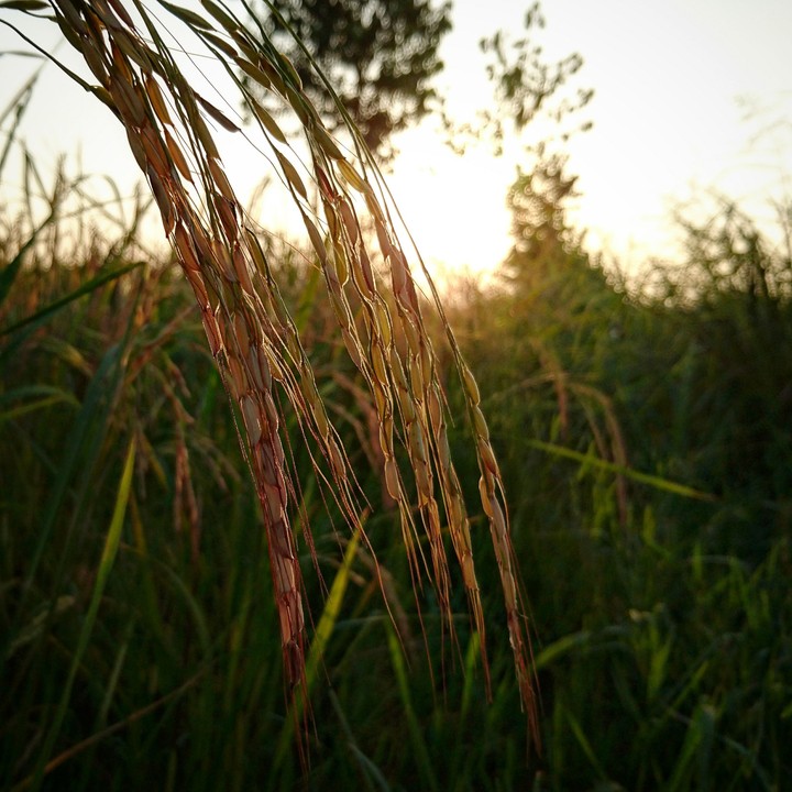 Rice