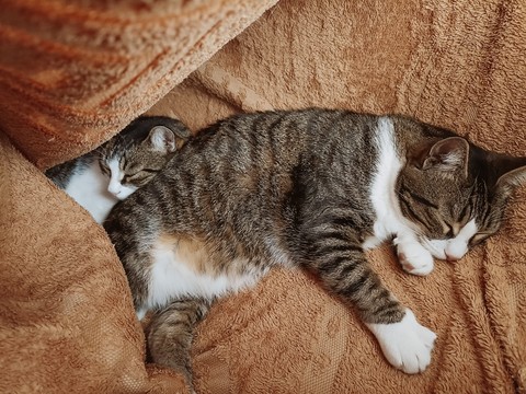 cat, Tail wallpapers