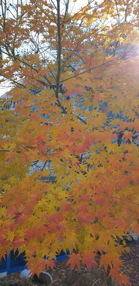 tree, 植物桌布
