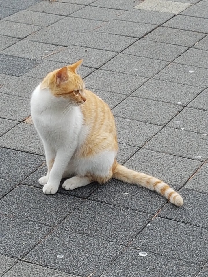 고양이