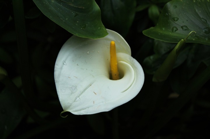 Arum