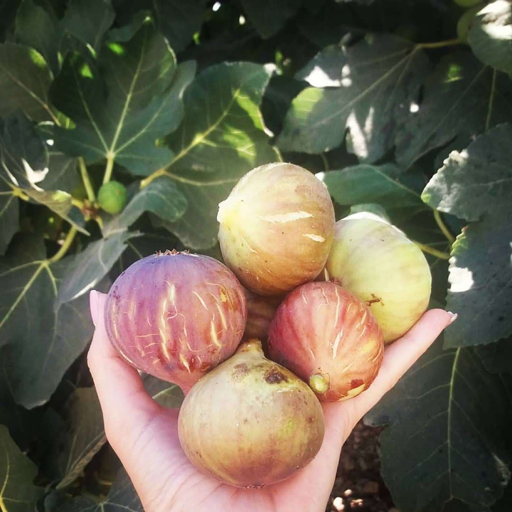 figs
