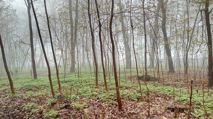 A Thin Tree