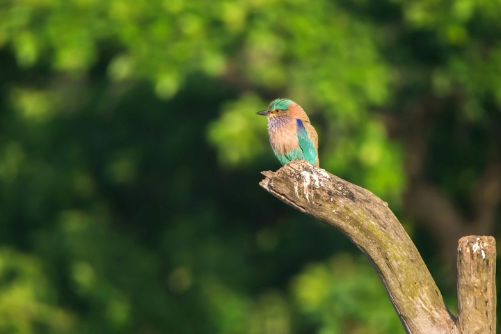 capture with Dslr