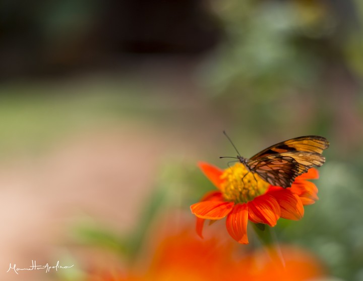 butterfly