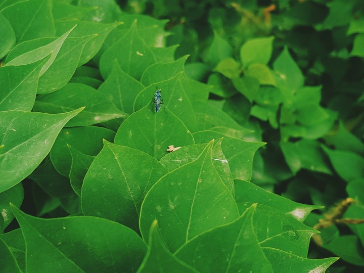leaves