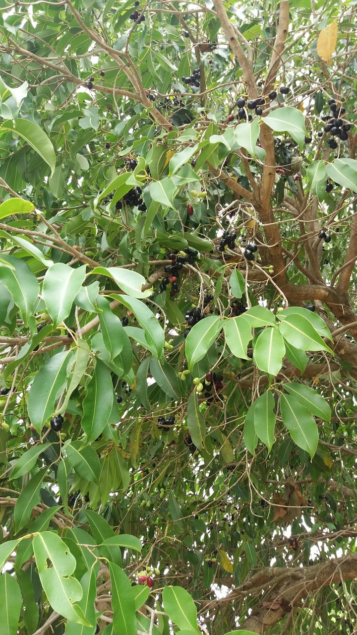 azeitonas