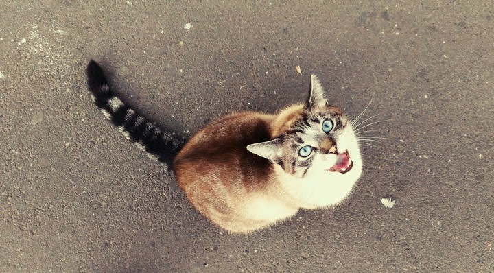 Scream cat