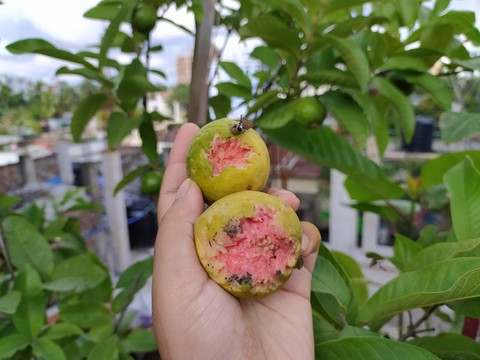 Fruit