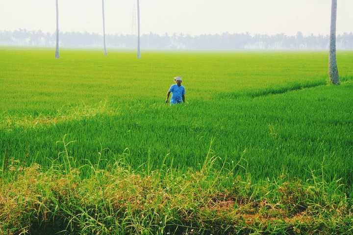 Farmer