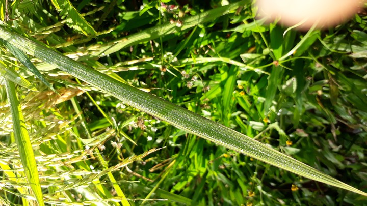 Drop