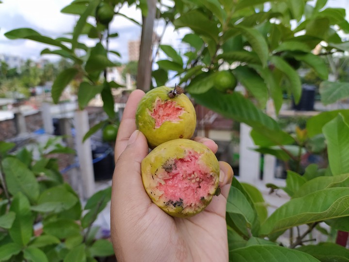 Fruit