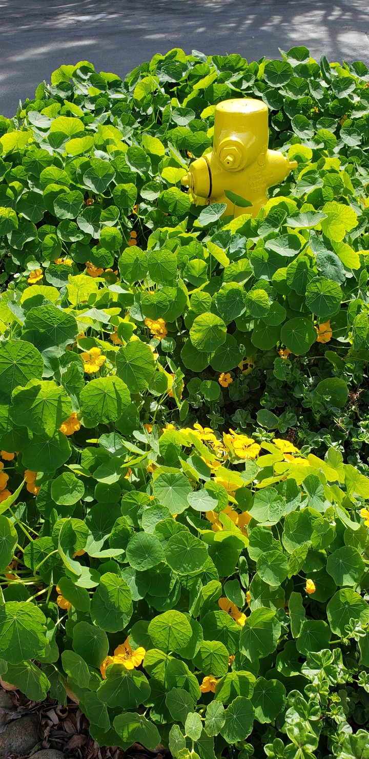 Spring is Coming