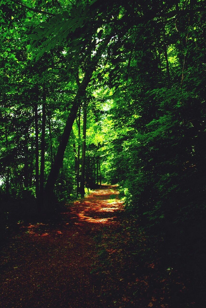 Green Trees, Forêt Verte