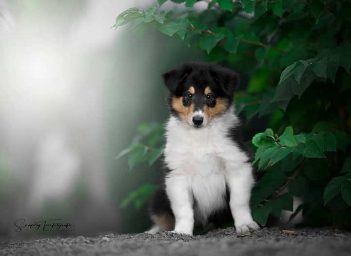 Щенок колли