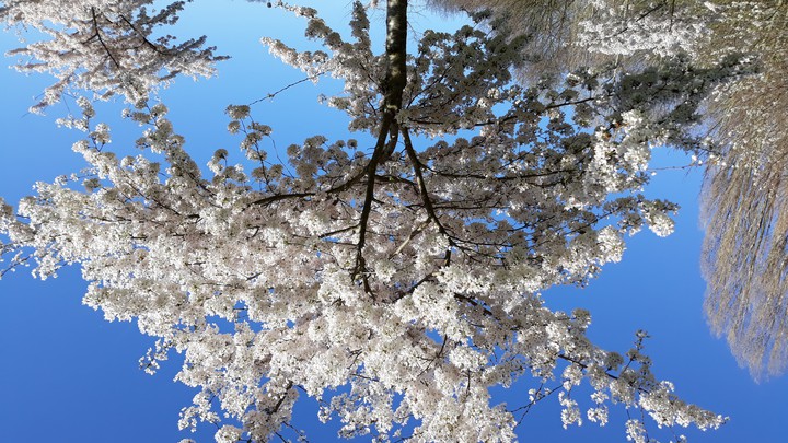 blossems