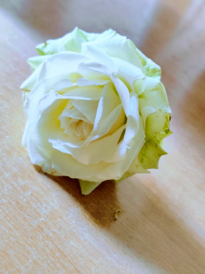 White Rose