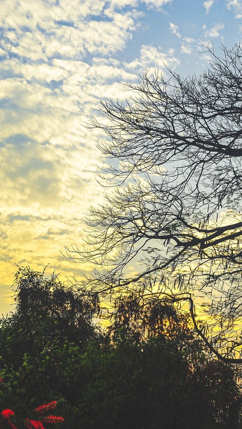 hình nền sky, tree