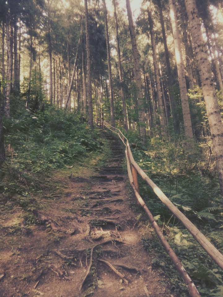 deep in the forest